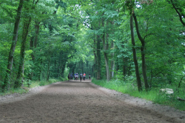Training in the Woods - Chantilly